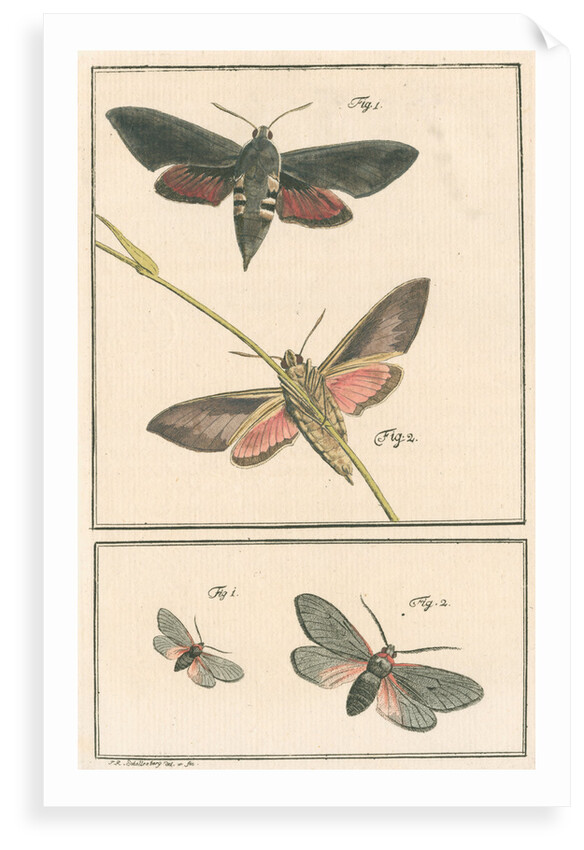 Studies of two moths by Johann Rudolf Schellenbur