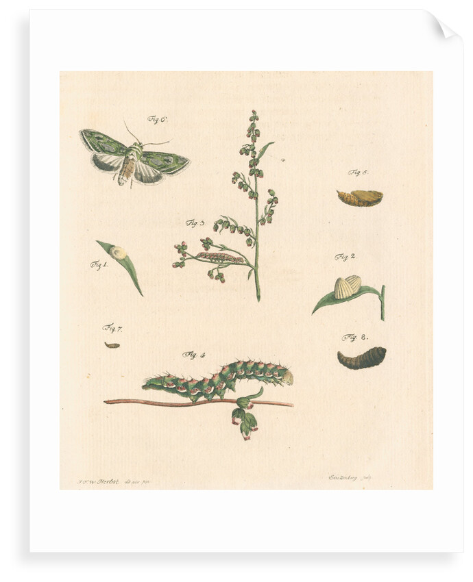 Green silver-spangled shark moth by Johann Rudolf Schellenbur
