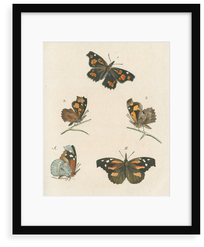 Nettle-tree butterfly by Johann Rudolf Schellenbur
