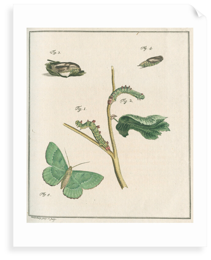 Large emerald moth by Johann Rudolf Schellenbur