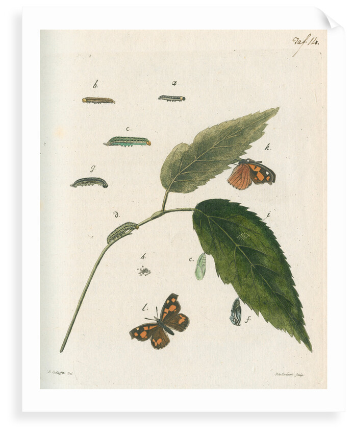 Nettle-tree butterfly by Johann Rudolf Schellenbur