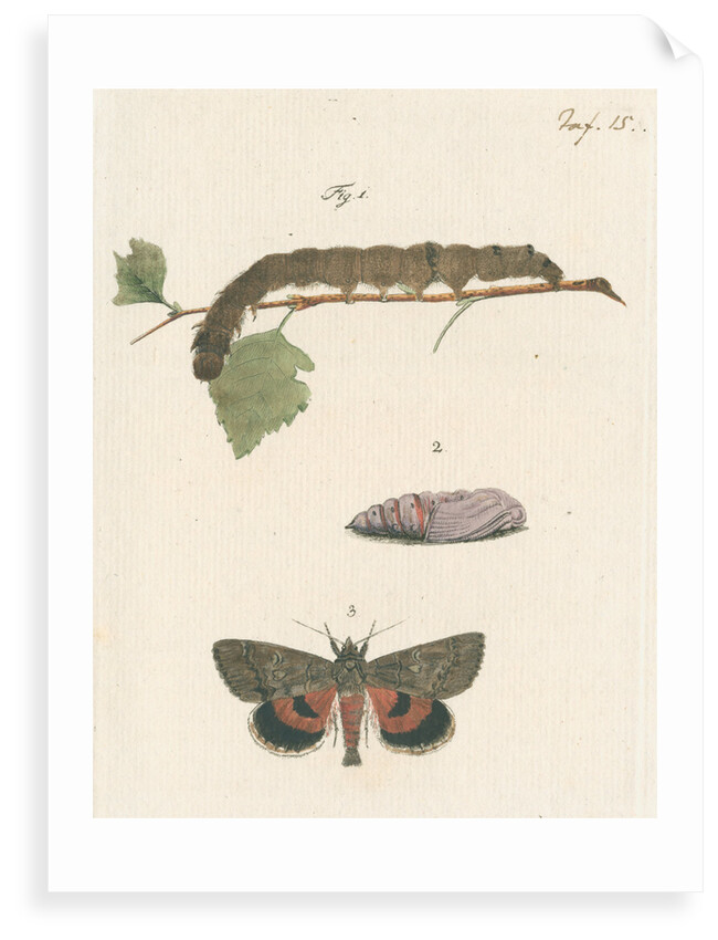 Nettle-tree butterfly by Johann Rudolf Schellenbur