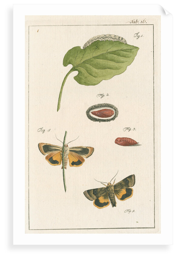 Langmaid's yellow underwing moth by Johann Rudolf Schellenbur