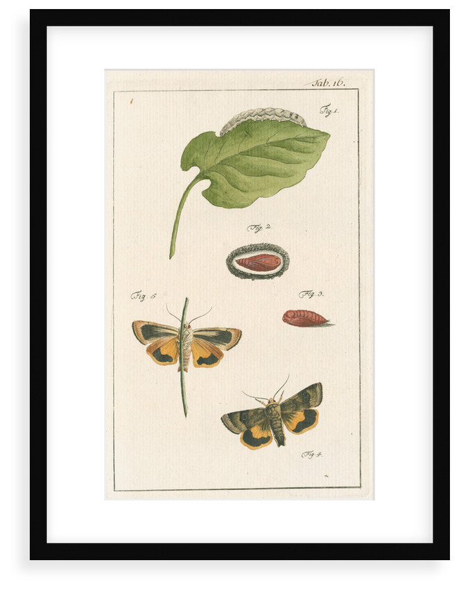 Langmaid's yellow underwing moth by Johann Rudolf Schellenbur