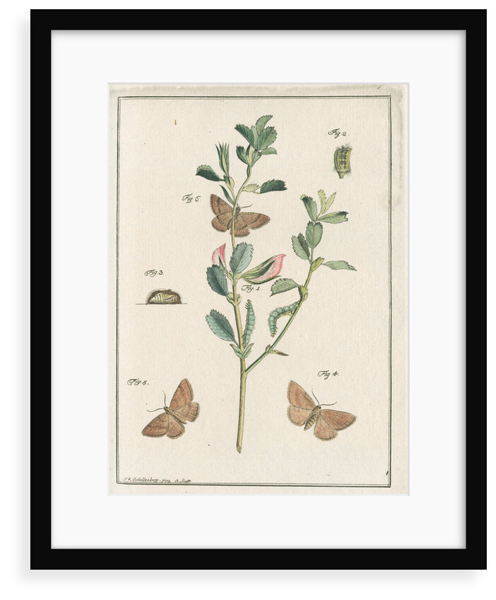 Rest harrow moth by Johann Rudolf Schellenbur