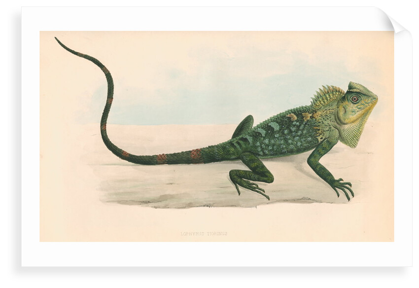 Lophyrus tigrinus by unknown