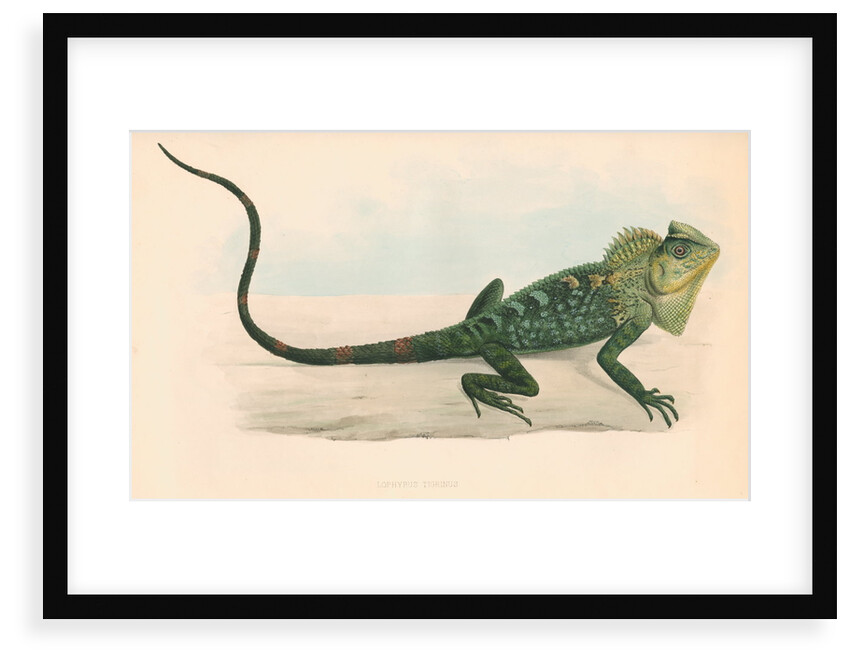 Lophyrus tigrinus by unknown