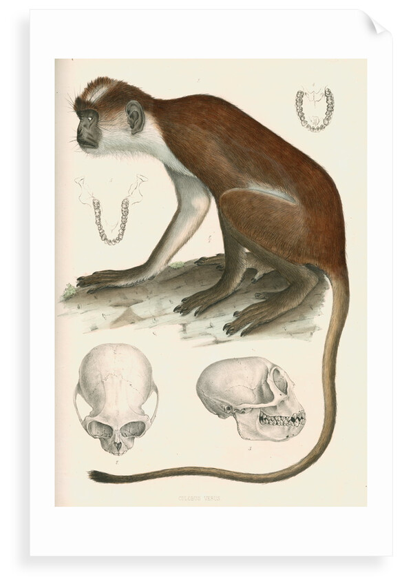 Colobus verus by unknown