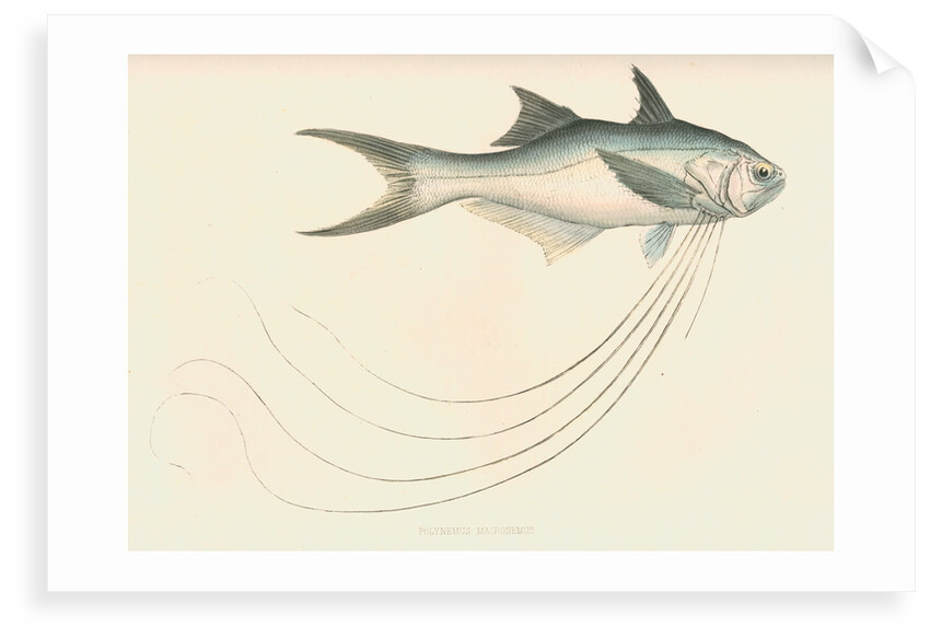 Polynemus macronemus by unknown