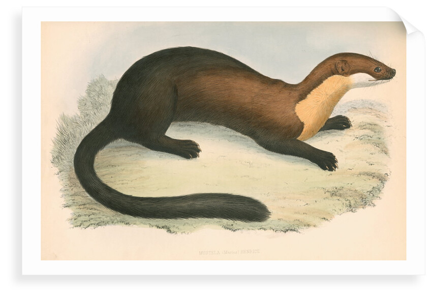 Mustela (martes) Henricii by unknown