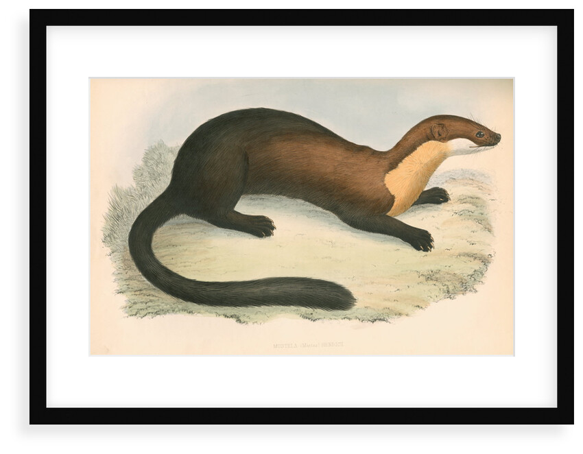 Mustela (martes) Henricii by unknown