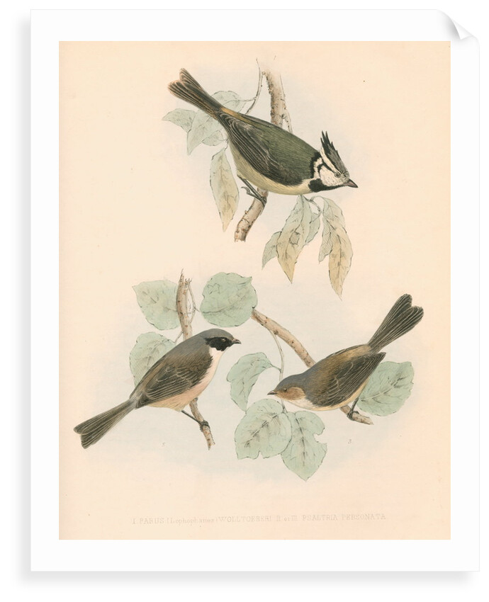 Studies of three birds by unknown
