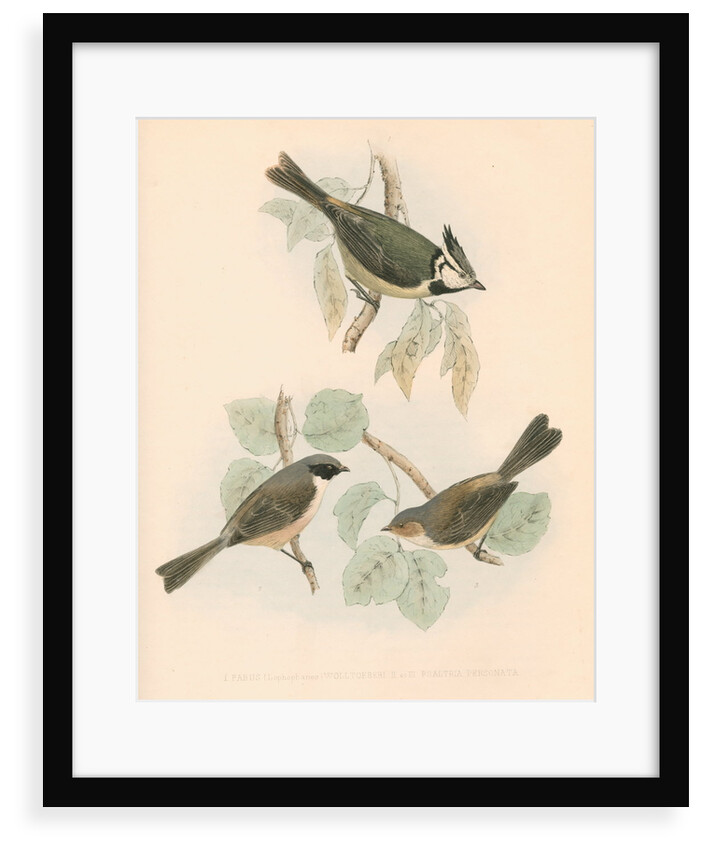 Studies of three birds by unknown