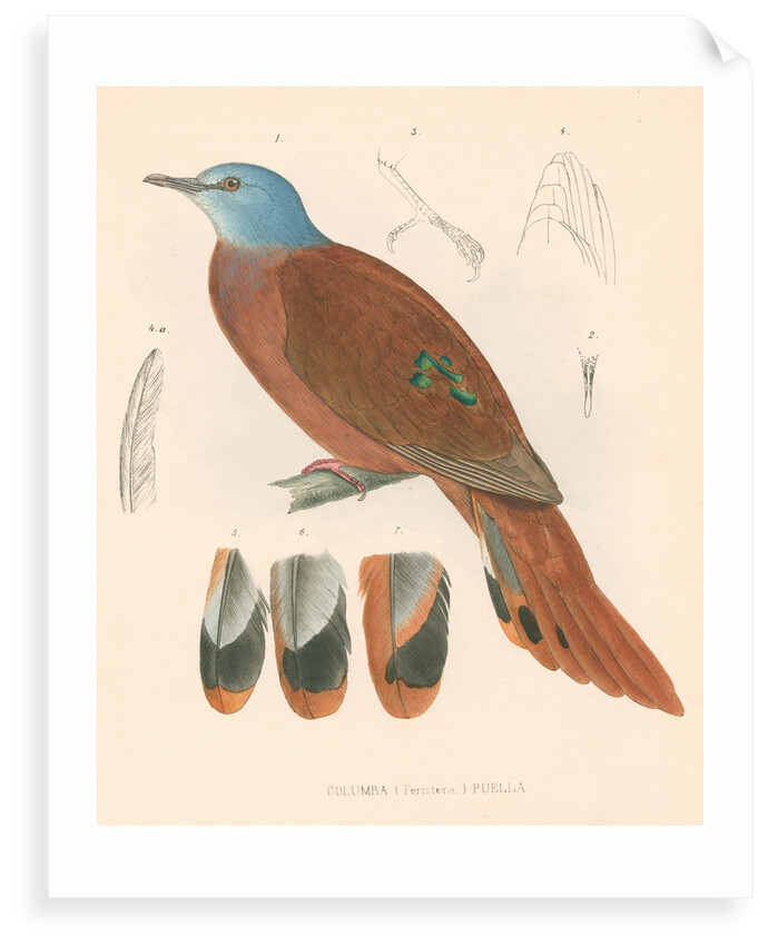 Columba (peristera) puella by unknown