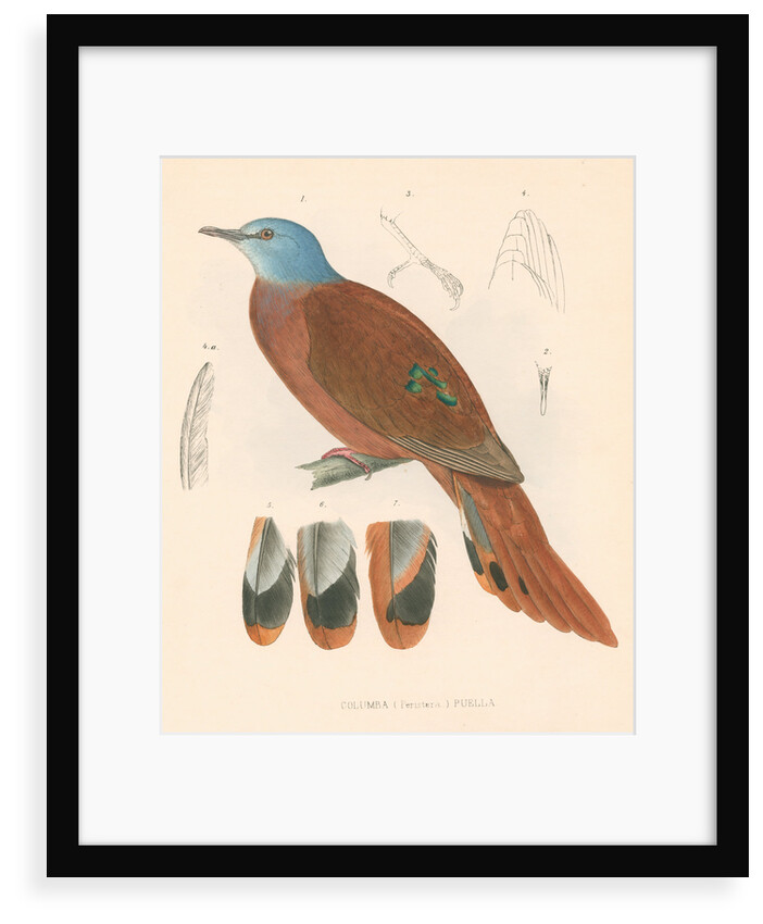 Columba (peristera) puella by unknown