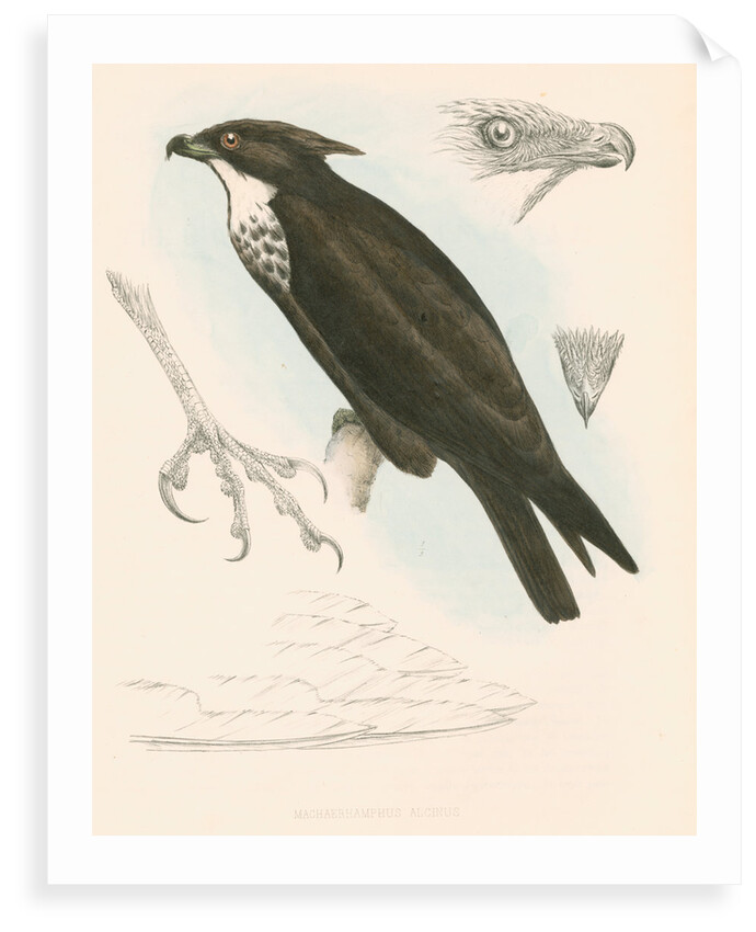 Machaerhamphus alcinus by unknown