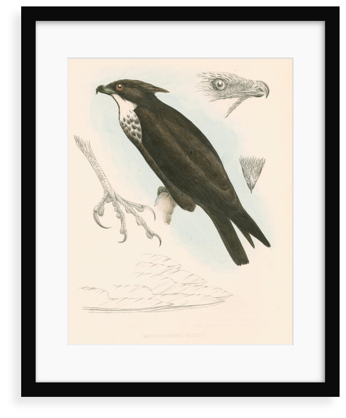 Machaerhamphus alcinus by unknown