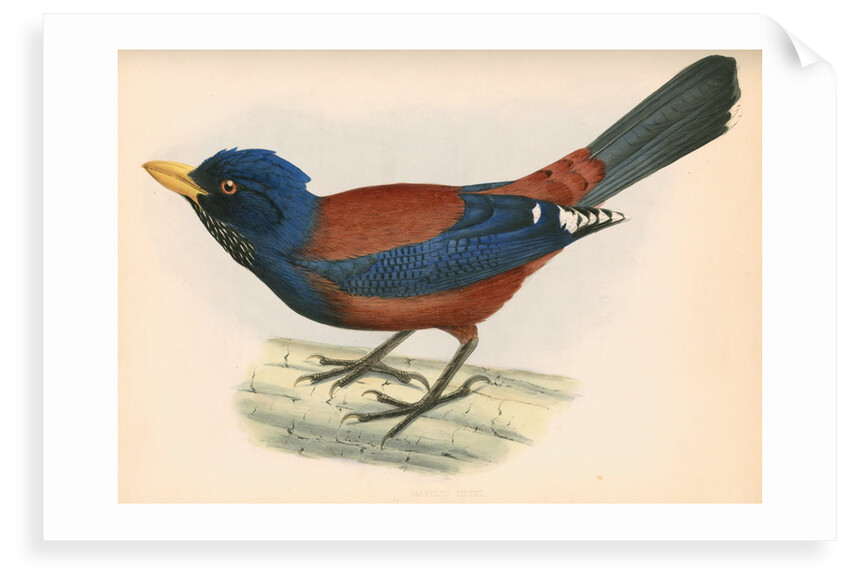 Garrulus lidthii by unknown