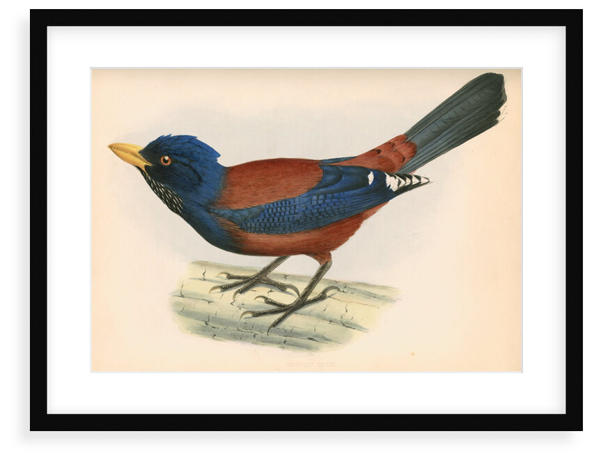 Garrulus lidthii by unknown