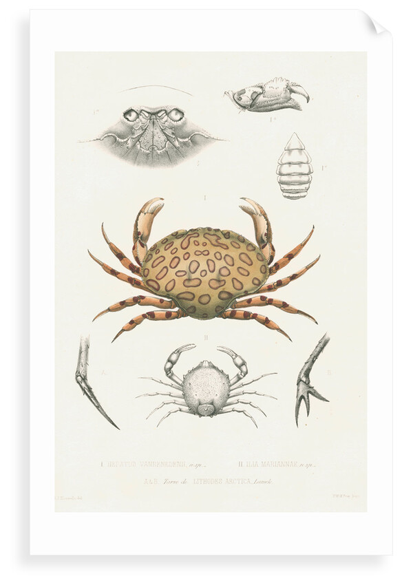 Studies of three crabs by unknown
