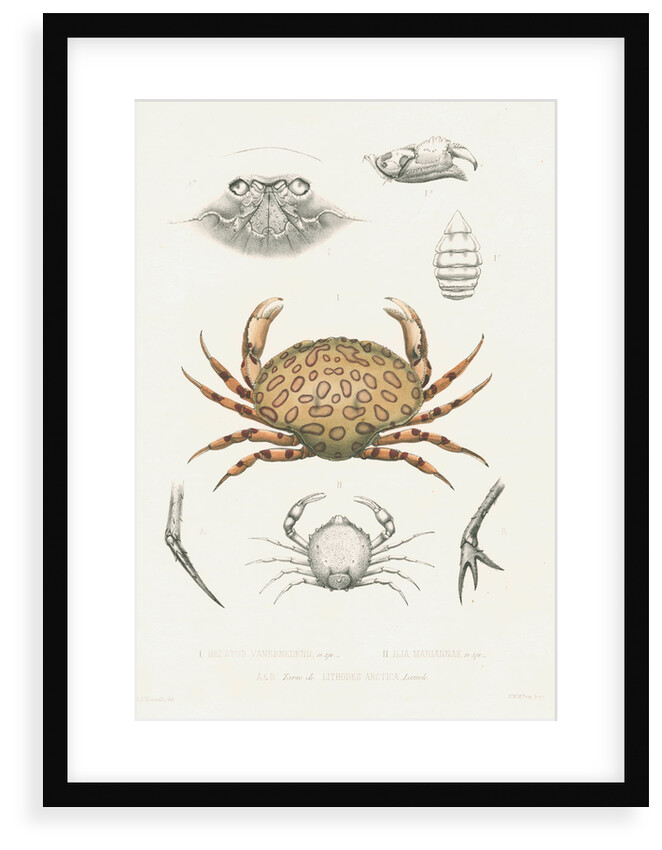 Studies of three crabs by unknown