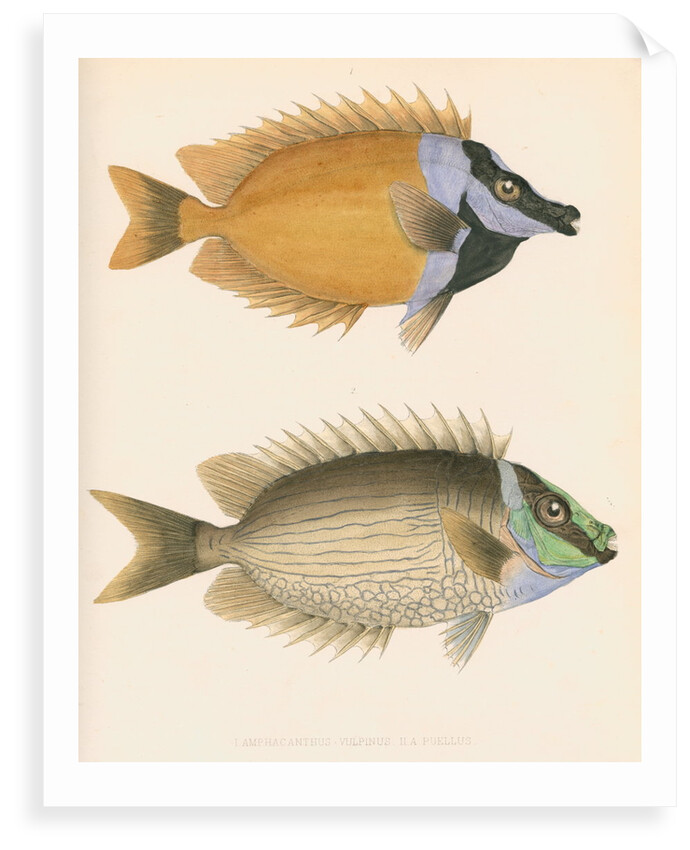 Studies of two fishes by unknown