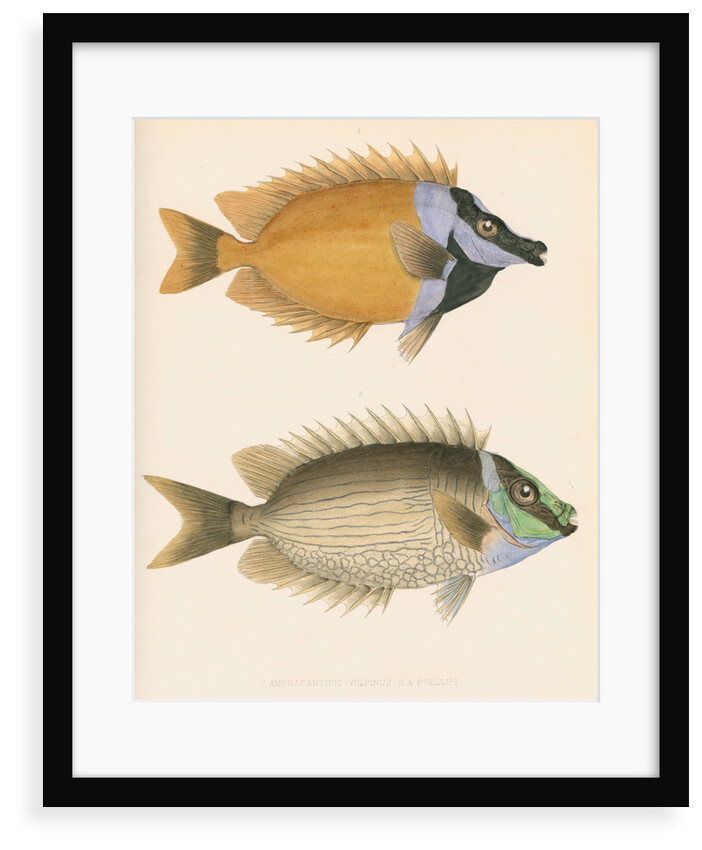Studies of two fishes by unknown