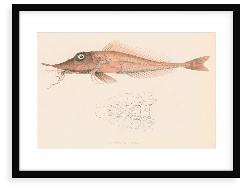 Peristedion laticeps by unknown