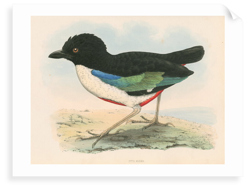 Pitta maxima by unknown