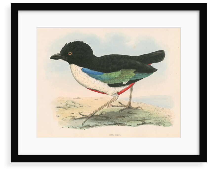 Pitta maxima by unknown