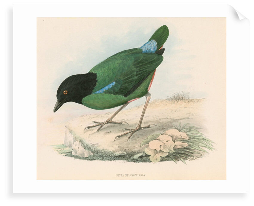 Pitta melanocephala by unknown