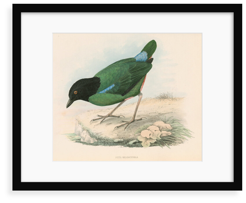 Pitta melanocephala by unknown