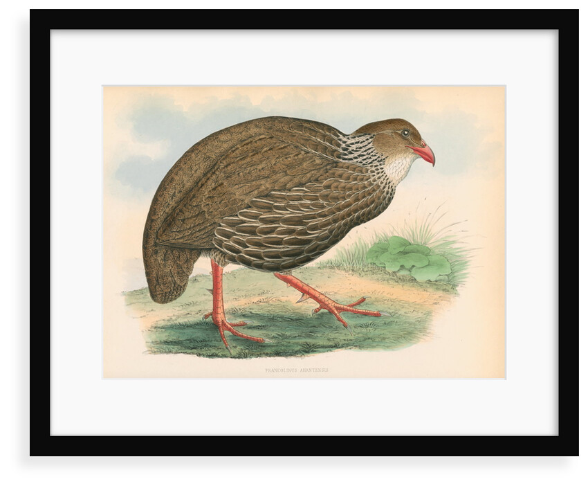 Francolinus ahantensis by unknown
