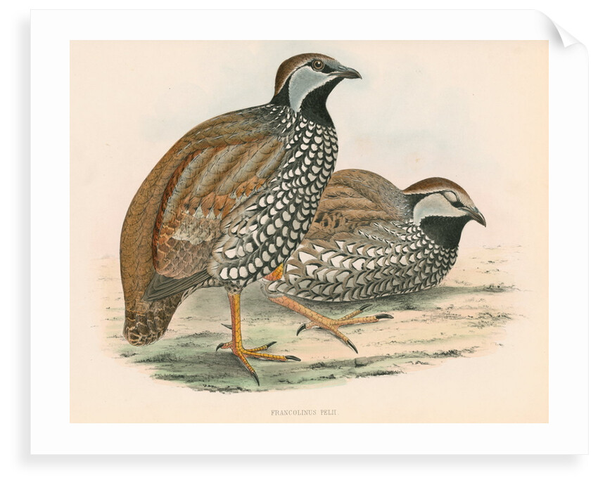 Francolinus pelii by unknown