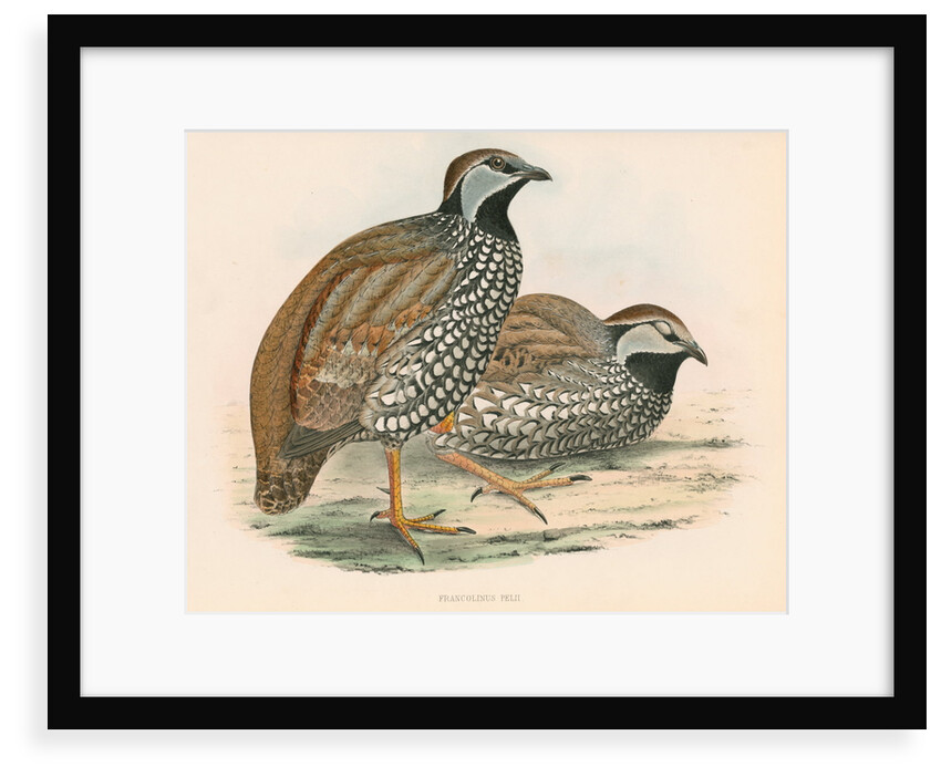 Francolinus pelii by unknown