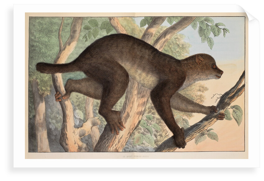 Stenops potto by unknown