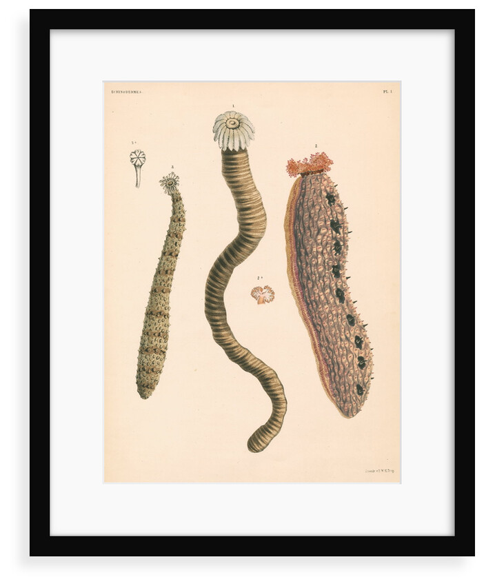 Sea cucumbers by unknown