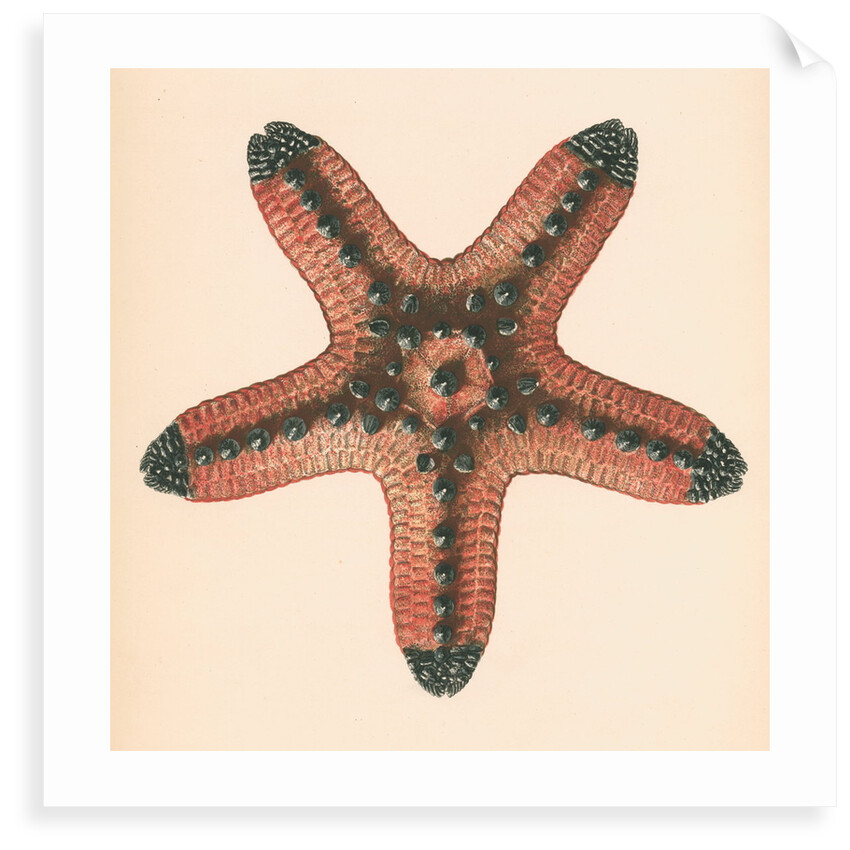 Oreaster muricatus by unknown