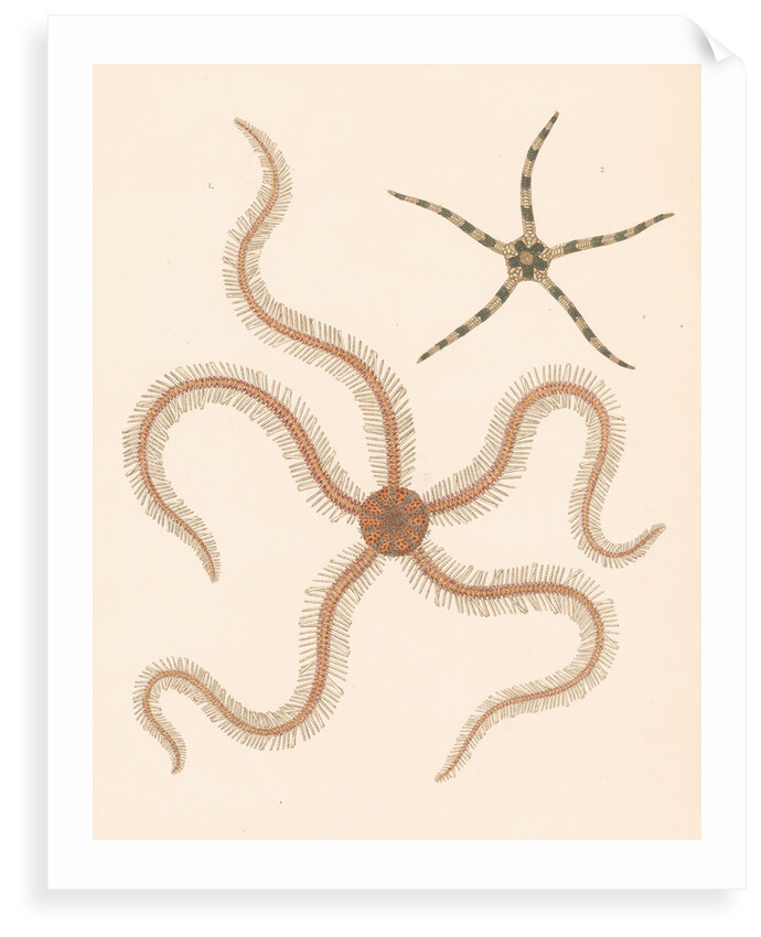 Brittle stars by unknown