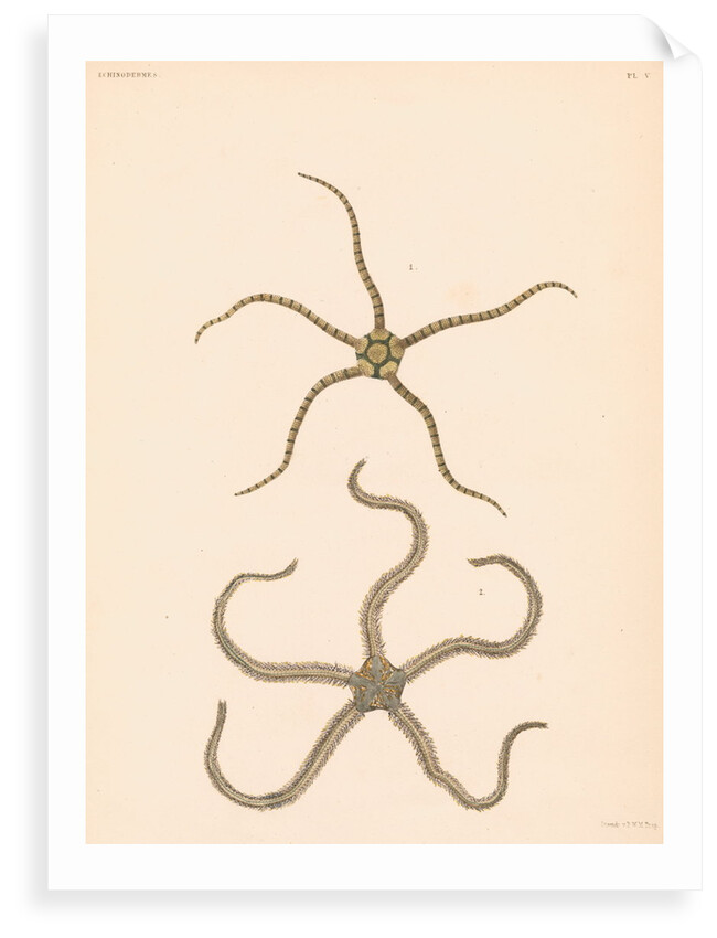 Brittle stars by unknown
