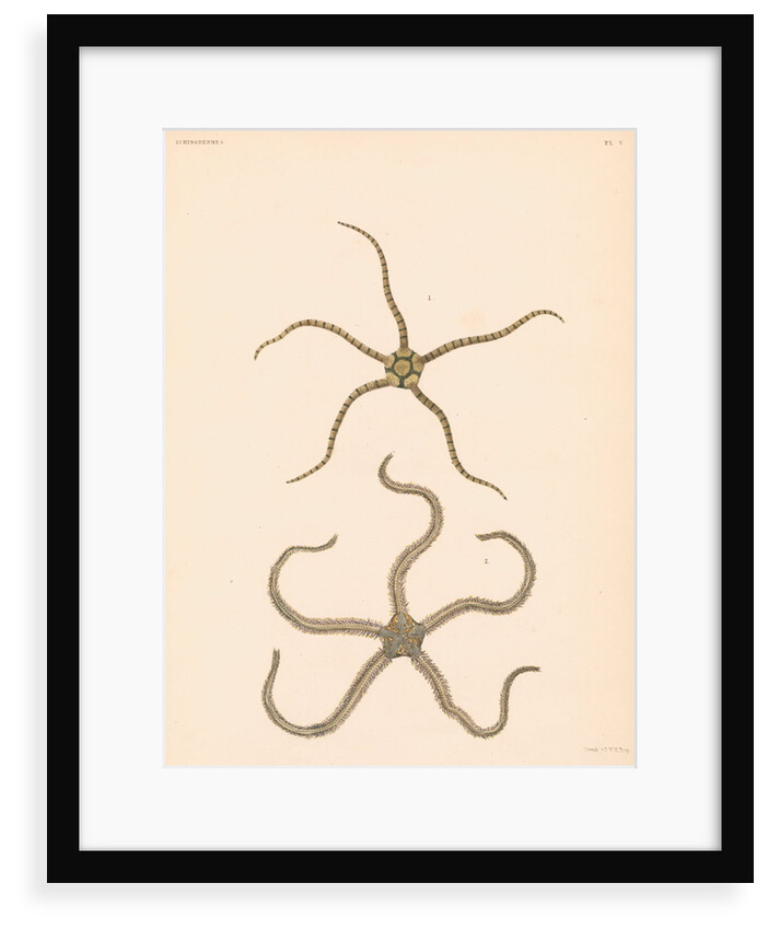 Brittle stars by unknown