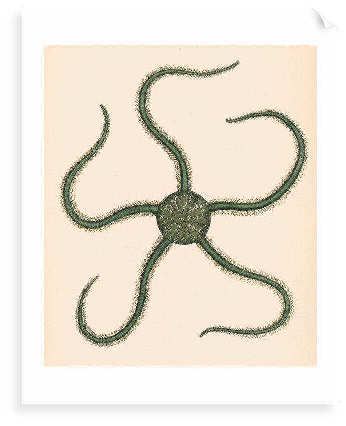 Ophiarachna incrassata by unknown