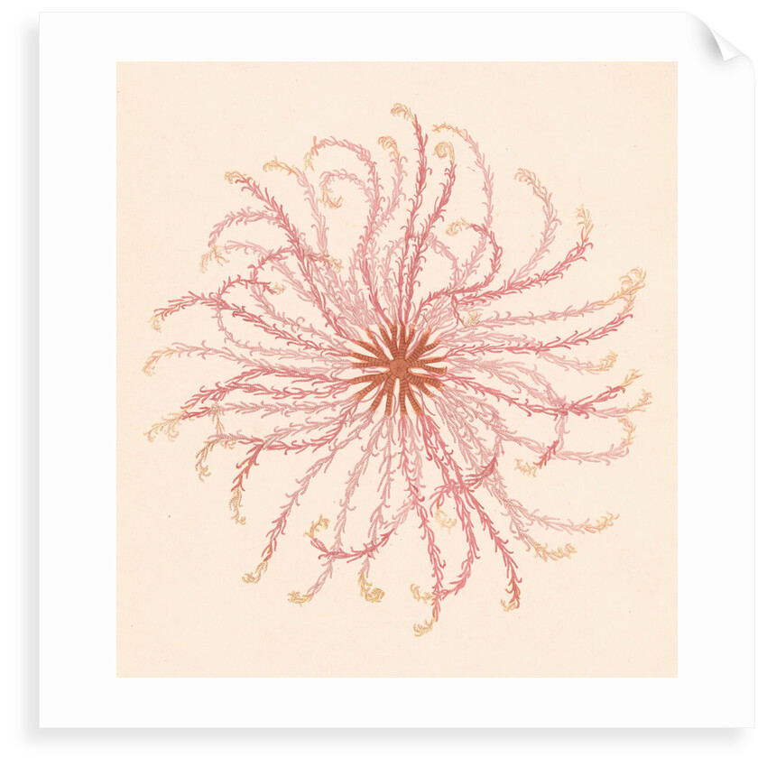Comatula novae guineae by unknown