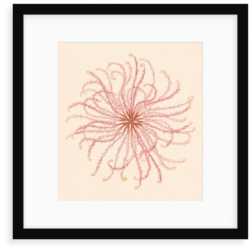 Comatula novae guineae by unknown