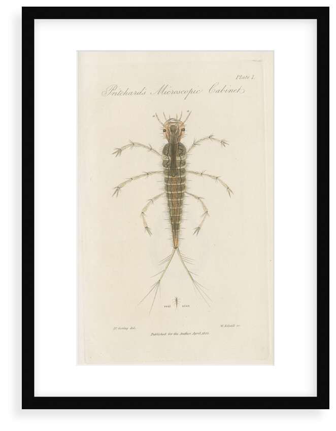Larva of Dytiscus by William Kelsall