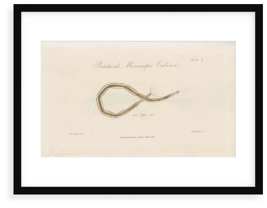 Larva of a Gnat by William Kelsall
