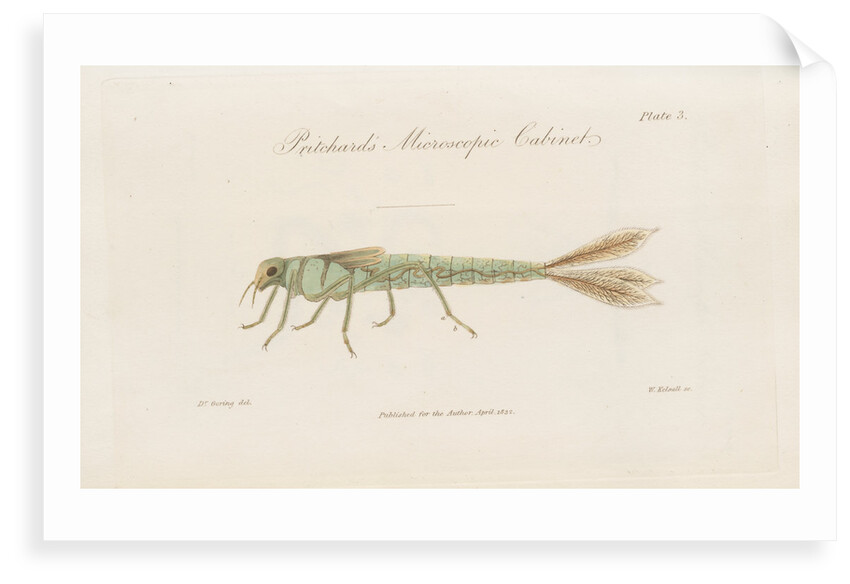 Damselfly larva by William Kelsall