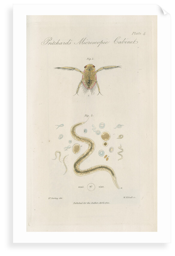 Pygmy backswimmer and â€˜Eel animalculeâ€™ by William Kelsall