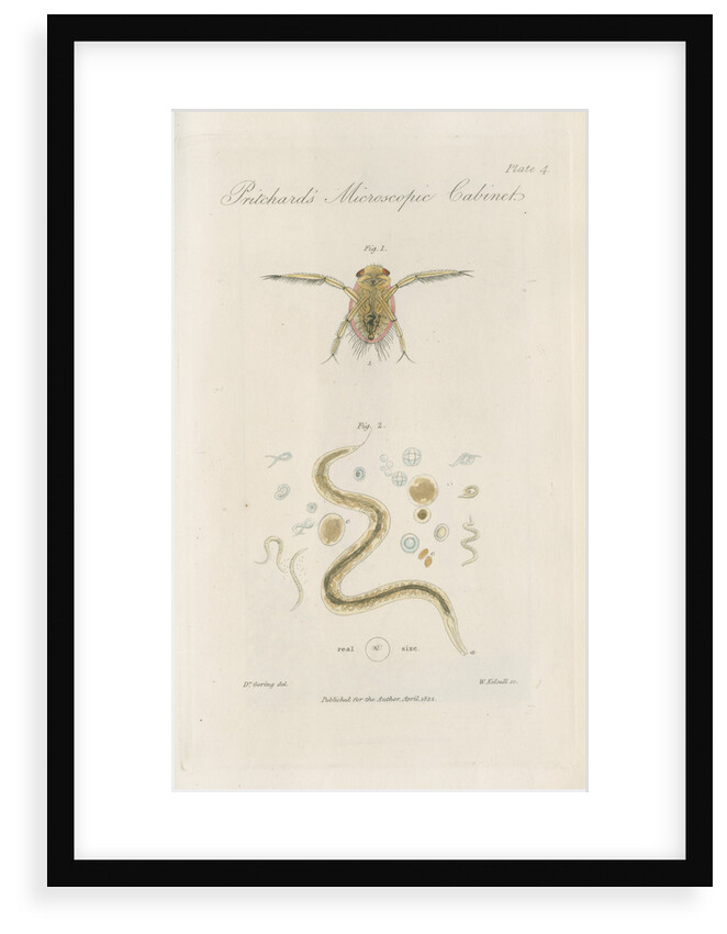 Pygmy backswimmer and â€˜Eel animalculeâ€™ by William Kelsall