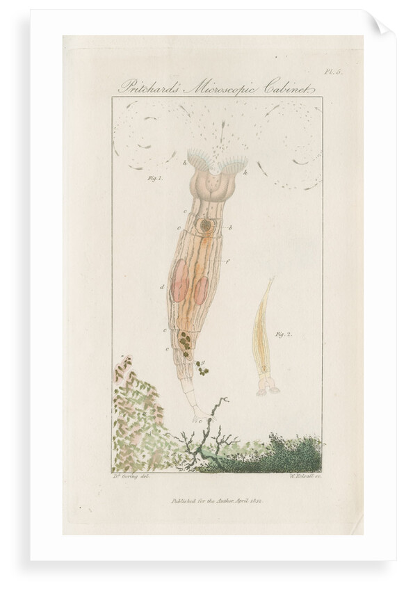 Freshwater rotifer by William Kelsall